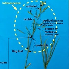 Saturday, 19 Sept 3pm-5pm GRASS IDENTIFICATION - Showground