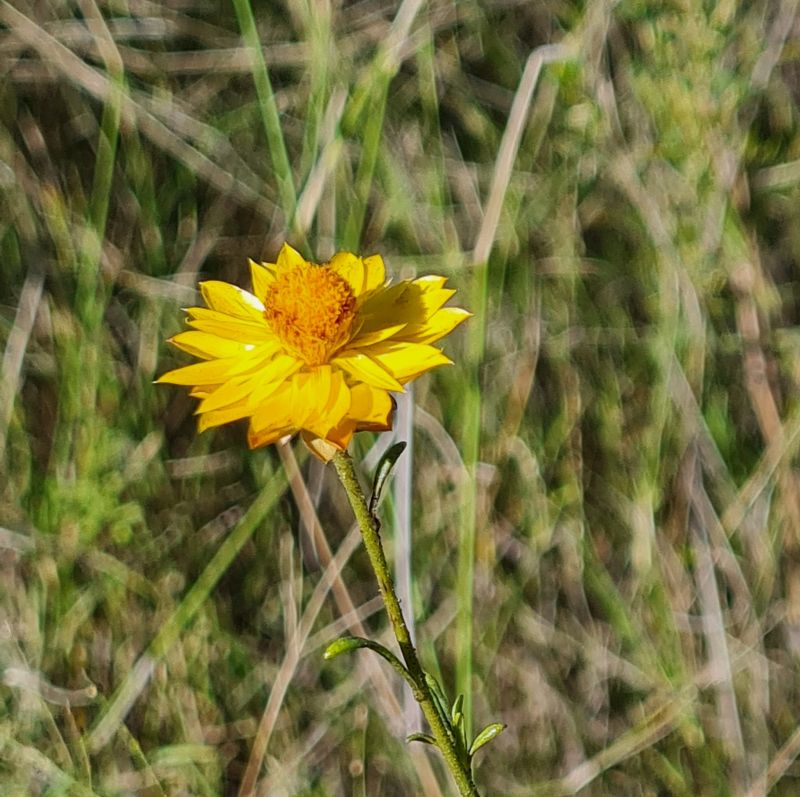 Friday, 18 Sept 2026, 9.00am, RIDE  Coolah to Mendooran (64km)